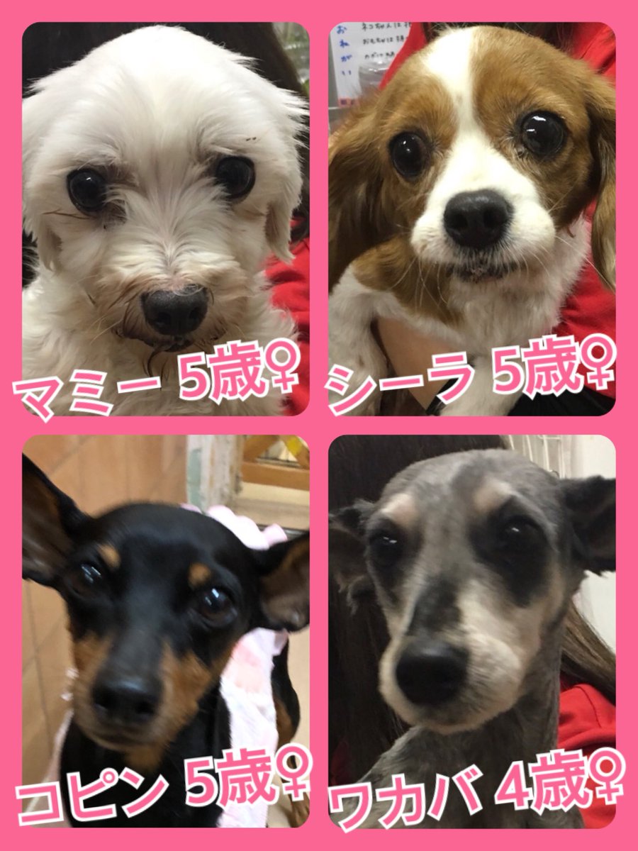 🐾今日の里親様募集中ワンコ🐶メンバーです🐾2019,11,19
